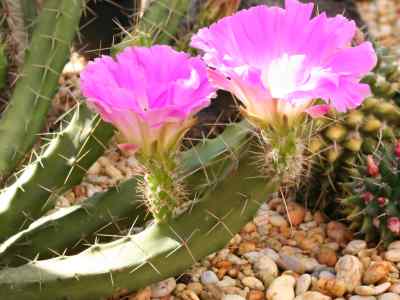 echinocereus-engelmann-1848