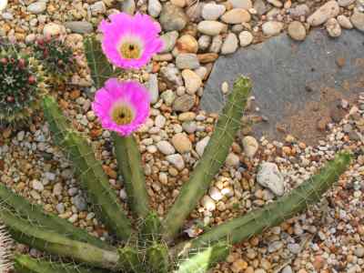 echinocereus-pentalopus-lemaire-1868
