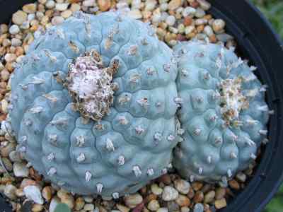 lophophora-williamsii-j--m--coulter-1894
