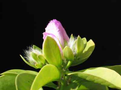 pereskia-sacharosa-grisebach-1879