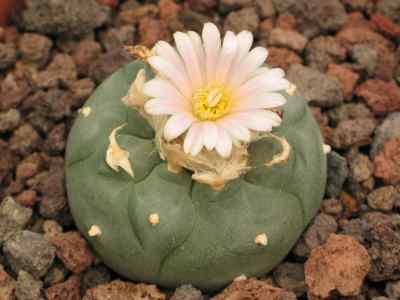 lophophora-j--m--coulter-1894
