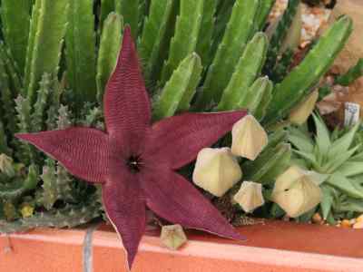 stapelia-l-1753