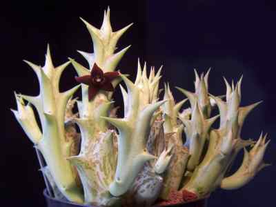 caralluma-hesperidium-maire