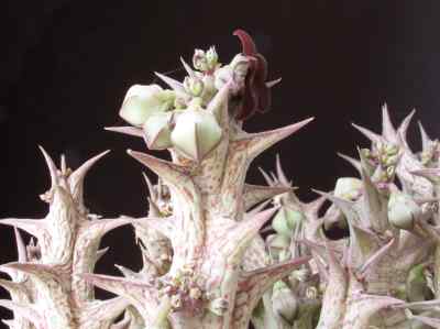 apocynaceae-juss---1789