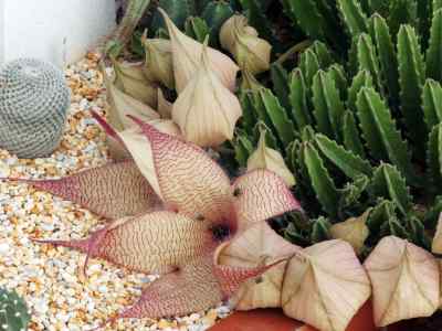 stapelia-gigantea-n--e--br