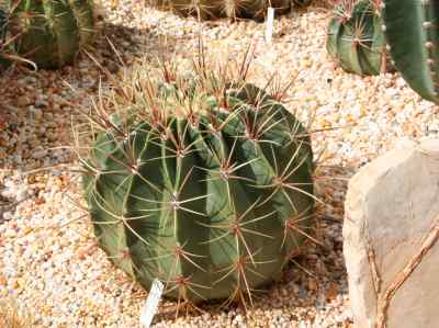 ferocactus-histrix-g--e--lindsay-1955