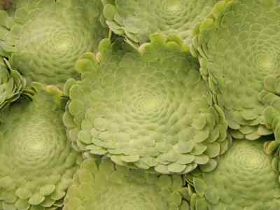 aeonium-webb--berthel--1840