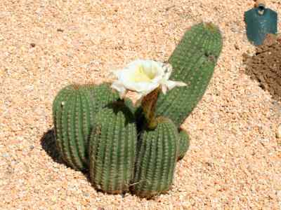 echinopsis-schickendantzii-f--a--c--weber-1896