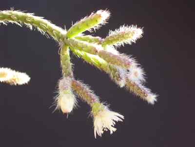 rhipsalis-pilocarpa-loefgren-1903