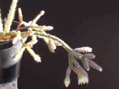 rhipsalis-gaertner-1788