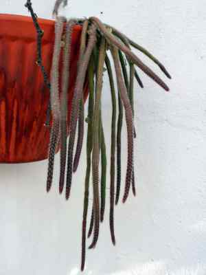 rhipsalis-baccifera-j--s--miller-stearn-1939