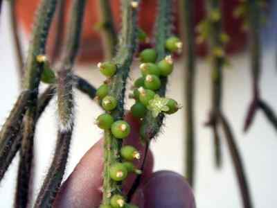 rhipsalis-baccifera-spp-horrida-baker-barthlott-1987