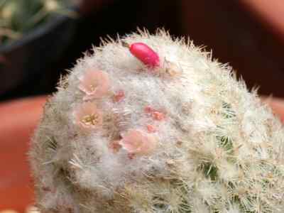 epithelantha-f--a--c--weber-ex-britton--rose-1922