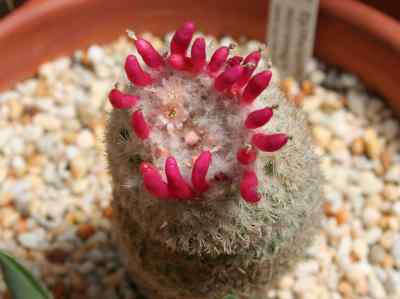 epithelantha-micromeris-f--a--c--weber-1898