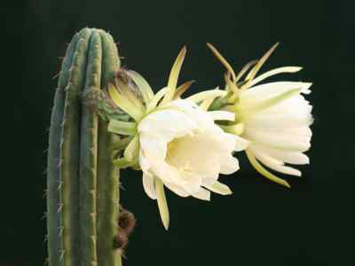 echinopsis-pachanoi-britton---rose-h--friedrich--g--d--rowley-1974