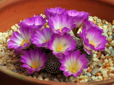 mammillaria-luethyi-g--s--hinton-1996