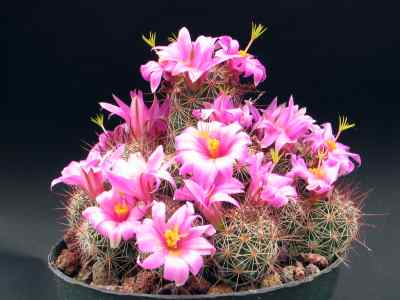 mammillaria-haworth-1812