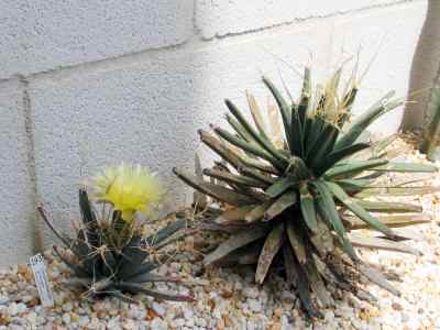 leuchtenbergia-w--j--hooker-1848