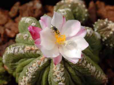 aztekium-boedeker-1929