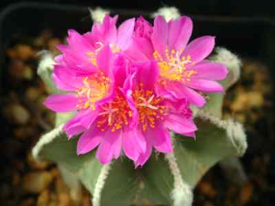 aztekium-hintonii-glass--w--a--fitz-maurice-1991