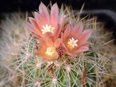 acharagma-n--p--taylor-glass-1998