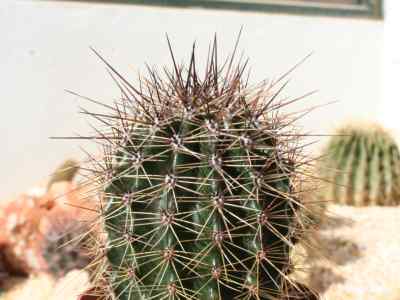 carnegiea-gigantea-engelmann-britton--rose-1908