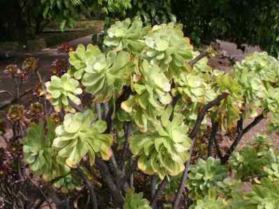 crassulaceae-de-candolle-1805