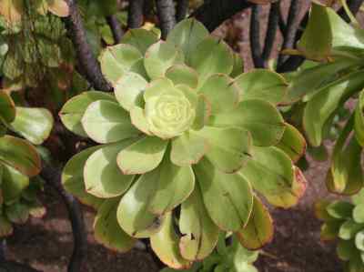 aeonium-undulatum-webb--berthel-1840