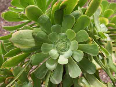 aeonium-holochrysum-webb--berthel-1841