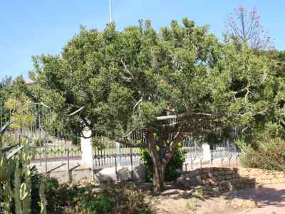 euphorbia-tirucalli-l-1753