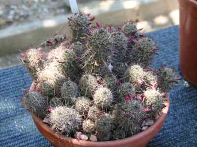 mammillaria-sheldonii-boedeker-1933