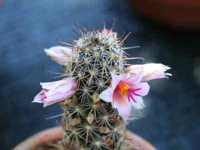 mammillaria-thornberi-orcutt-1902