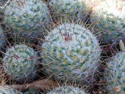mammillaria-bombycina-quehl-1910
