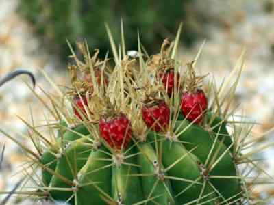 ferocactus-alamosanus-spp-reppenhagenii-g--unger-n--p--taylor-1998
