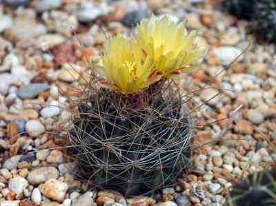 ferocactus-hamatacanthus-britton--rose-1922