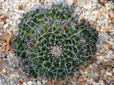 mammillaria-magnimamma-haworth-1824
