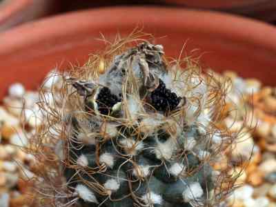 turbinicarpus-buxbaum--backeberg-1937