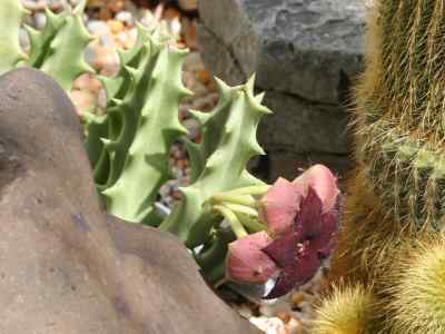 orbeopsis-l-c-leach1978