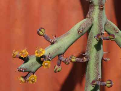 euphorbia-septentrionalis-p-r-o-bally--s-carter1974