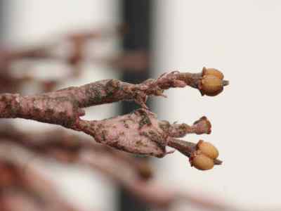 euphorbia-platyclada-rauh1970