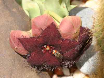 orbeopsis-melanantha-schltr--l-c-leach1978