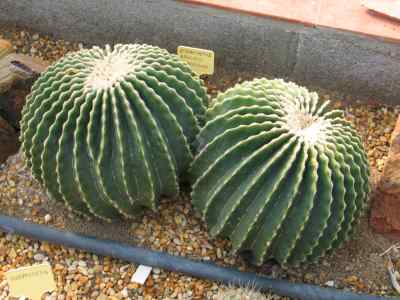 echinocactus-grusonii-forma-inermis-