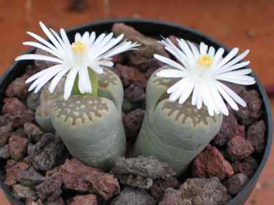 lithops-n-e--brown-1922