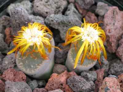 aizoaceae-martynov--1820