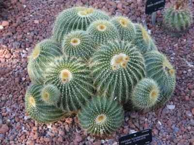 parodia-schumanniana-spp-claviceps-f--ritter-hofacker