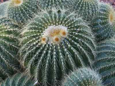 parodia-spegazzini-1923