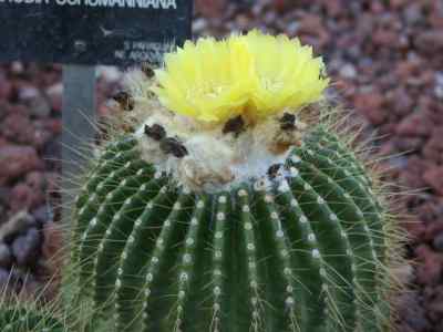 parodia-schumanniana-nicolai-f--h--brandt-1982