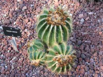 parodia-warasii-f--ritter-f--h--brandt-1982