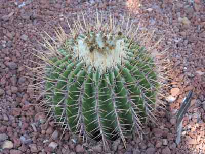 echinocactus-platyacanthus-link--otto-1827