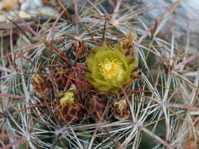 ferocactus-cylindraceus-orcutt-1926